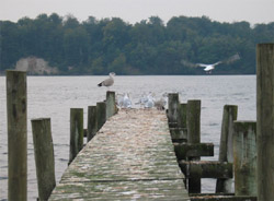 Seagulls at the Little Belt